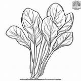 Leafy Spinach Coloring Pages sketch template