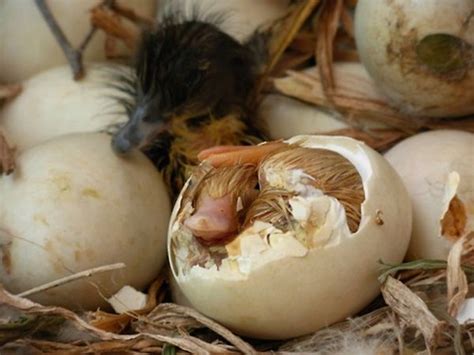 40 Hatching Animal Pictures 2 | Baby animals pictures, Cute animals ...