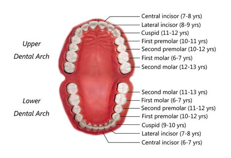 Permanent Teeth Eruption Timetable • SORIdent