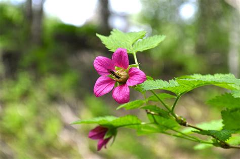 Salmonberry Bloom Photograph by Cathy Mahnke - Pixels