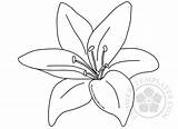 Lily flower coloring Page  Flowers Templates sketch template