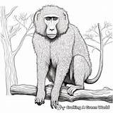 Baboon Coloring Pages  Free & Printable sketch template