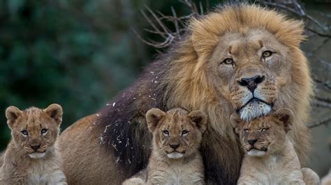 Lion And Lioness Wallpapers - Wallpaper Cave