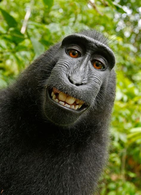 selfie monkey self portrait macaca nigra 4k Phone HD Wallpaper