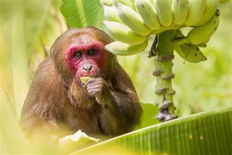 Termasuk Hewan Omnivora, Kenapa Monyet Suka Makan Buah Pisang? - Semua ...