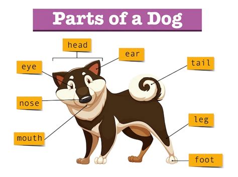 Dog Body Parts Images - Free Download on Freepik