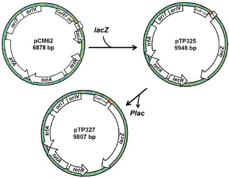 Construction of a lacZ reporter system. The full-length lacZ gene... | Download Scientific Diagram