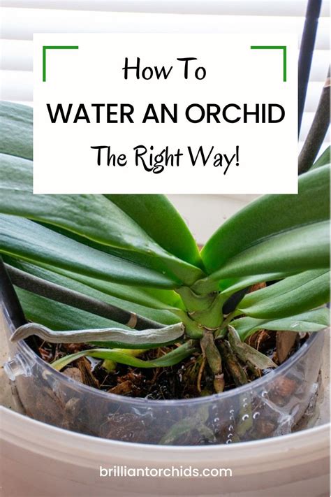 How to Water an Orchid: Step by Step Care Guide | Orchid plant care, Indoor orchids, Repotting ...