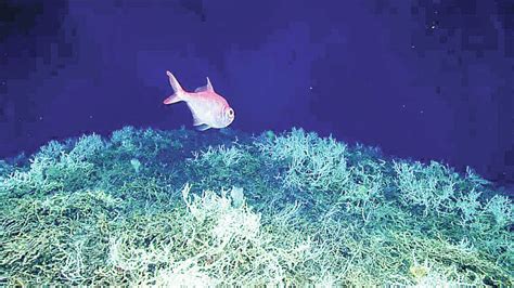 Deep-sea coral reef stretches 600 miles from Miami to SC, scientists ...