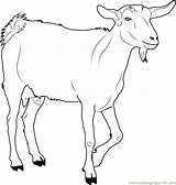 White Goat Coloring Page For Kids  Free Printable Pages sketch template