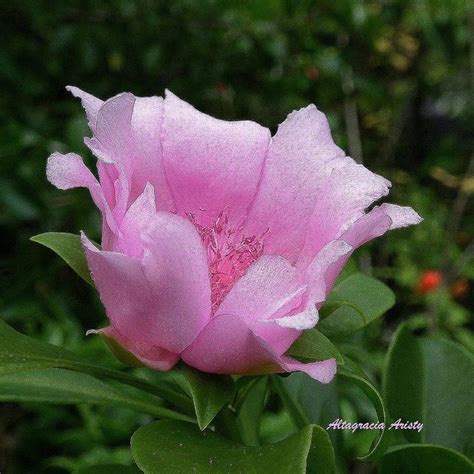 Rosa de Bayahbe/Leuenbergeria quisqueyana/Pereskia quisqueyana/Bayahibe ...