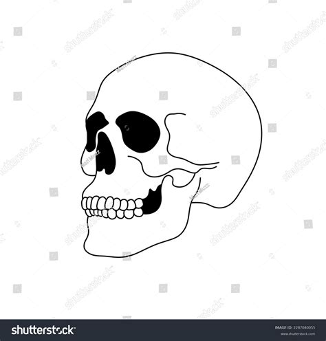 Human Skulls Side View Drawing