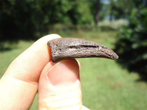 Extra Large Rare Alligator Claw Core | Reptile | FOSSILS | Prehistoric Florida