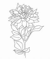 Botany Coloring Book Pages sketch template