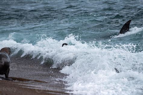 Orca attack a seal on the beach 12009365 Stock Photo at Vecteezy