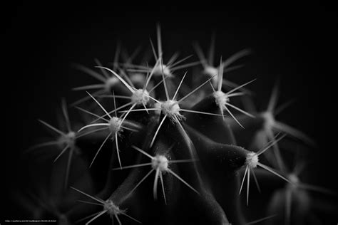 Download wallpaper prickles, Black, cactus free desktop wallpaper in the resolution 3888x2592 ...