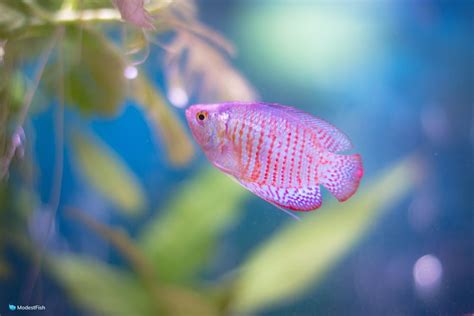 Dwarf Gourami Care & Tank Set Up Guide For Beginners