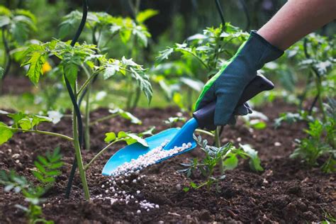 How To Fertilize Tomato Plants For Your Best Harvest Ever - Tomato Bible