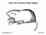 Pocket Gopher Coloring Page sketch template