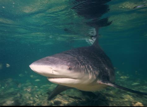 bull shark 1 | Bull shark (Carcharhinus leucas) Walkers Cay,… | Flickr
