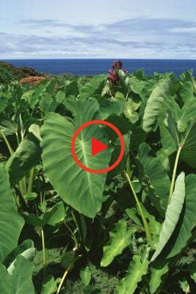 How to Grow Dasheen in 2020 | Colocasia, Plant hardiness zone, Tropical plants