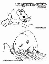 Tallgrass Prairie Animals coloring Page  Free Printable Coloring Pages sketch template