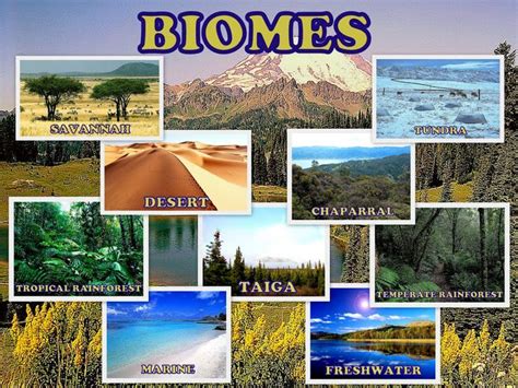 Types of Biome Ecosystems | Biomes, Ecosystems, Environmental education