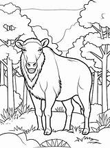Buffalo Coloring Page Images  Free Download On Freepik sketch template