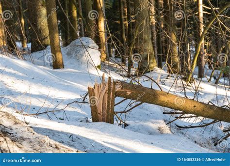 Forest Damage Due To Snow Pressure Stock Photo - Image of forests, kinked: 164082256