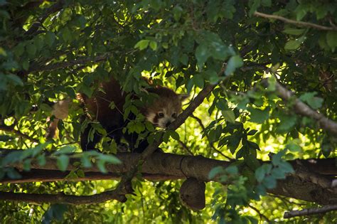 A day at the Zoo | A Red Panda crawls along a branch in Adel… | Dan O ...