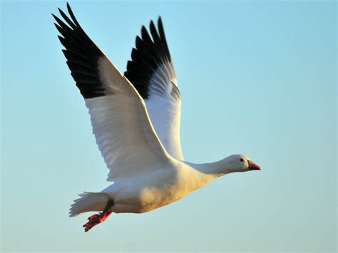 Ross's Goose Seedskadee NWR | Ross's geese are a pretty rare… | Flickr