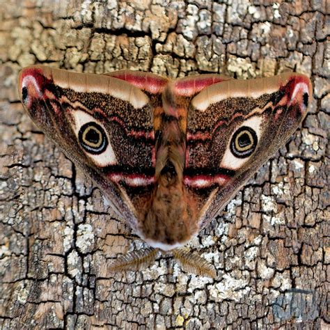 Why do some moths have eyes on their wings? – David Bradley