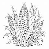 Download Black And White Corn On The Cob Coloring Page Pages  sketch template
