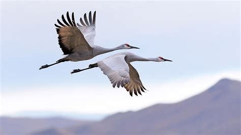 10 Animals That Migrate - WorldAtlas