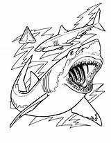 Free Printable Shark Coloring Pages Sketch Page sketch template