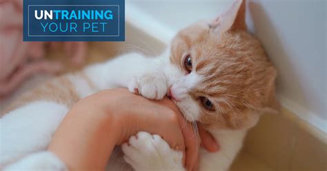 Untrain Your Pet: Stop Your Cat from Biting You
