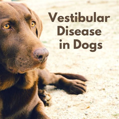 Symptoms of Vestibular Disease in Dogs - PetHelpful