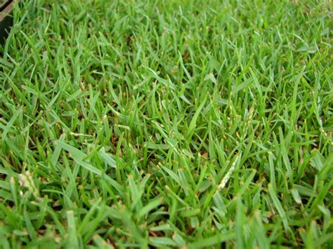 The 4 Best Grass Types for Sandy Soils (Virginia Beach, VA) - Lawnstarter