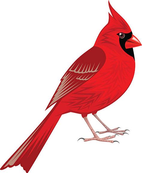 Cardinal Illustrations, Royalty-Free Vector Graphics & Clip Art - iStock