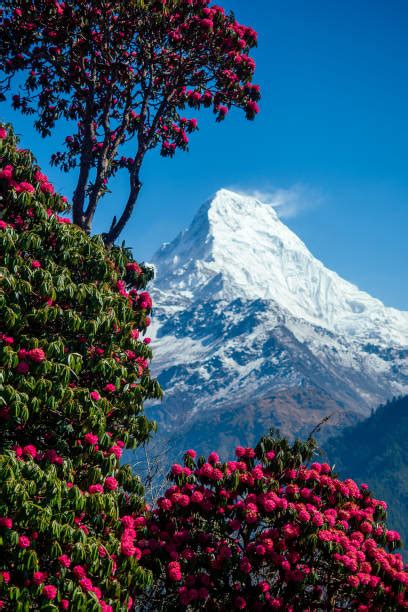 320+ Himalayan Vally Of Flowers Stock Photos, Pictures & Royalty-Free Images - iStock