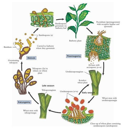 The life cycle of wheat rust, Puccinia graminis | Plant pathology, Plants, Life cycles