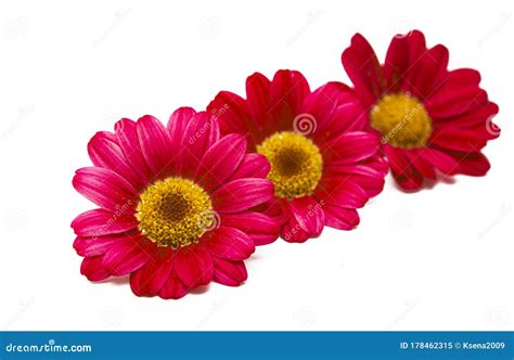 Red daisy isolated stock image. Image of natural, colorful - 178462315