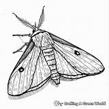Moth Coloring Pages  Free & Printable sketch template
