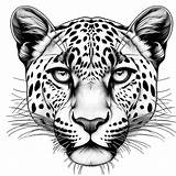 Panther Under Moonlight coloring Page Lulu Pages sketch template