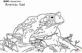American Toad coloring page  Free Printable Coloring Pages sketch template