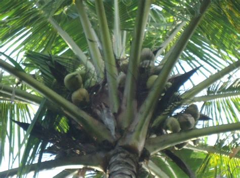 Manfaat Air Kelapa Hijau Bagi Kesehatan - Biologizone