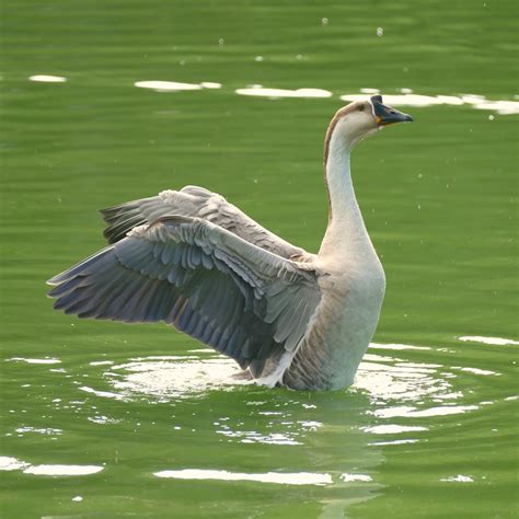 Swan Goose (domestic type, Anser cygnoides) | National Taiwa… | Flickr