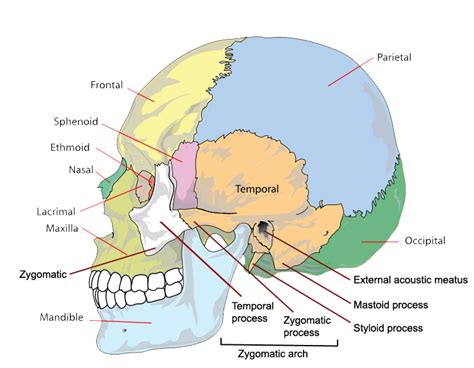 The Bones of the Skull | Human Anatomy and Physiology Lab (BSB 141 ...