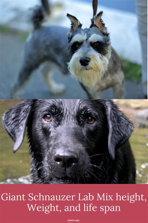 Giant Schnauzer Lab Mix height, Weight, and life span | Giant schnauzer ...