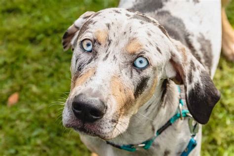 Catahoula Leopard Dog: Your ultimate guide to this striking breed